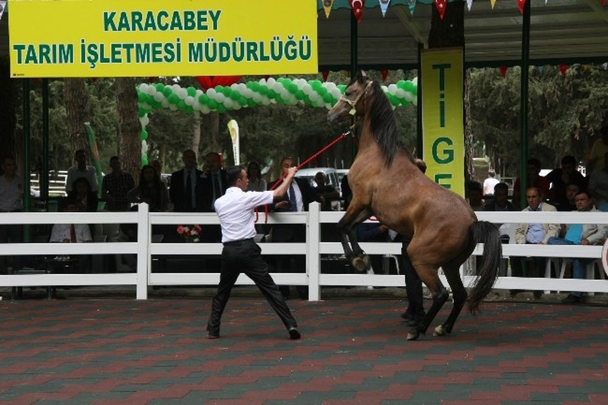 Yat Değil, At Satın Aldılar