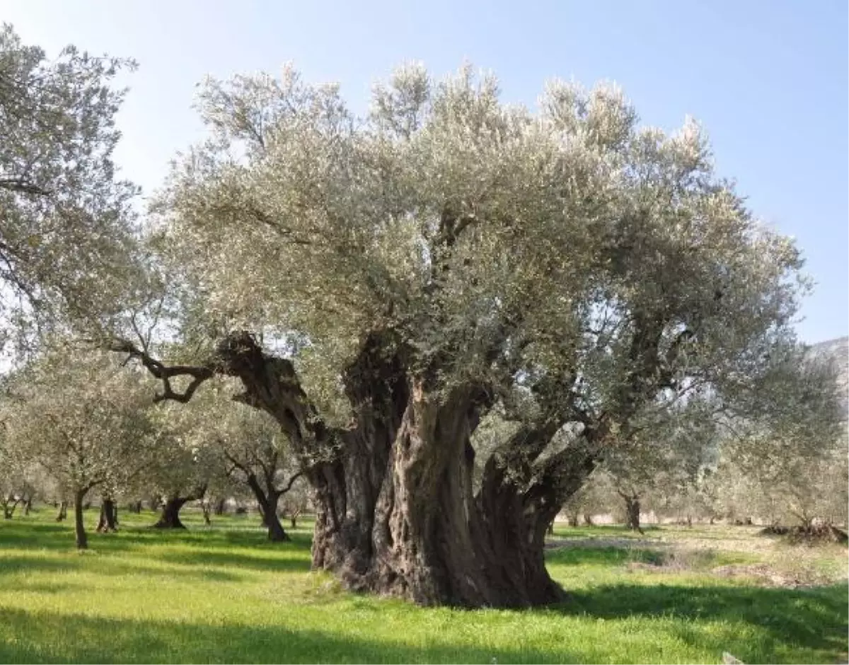 1650 Yıllık Zeytin Ağacına Özel Bakım