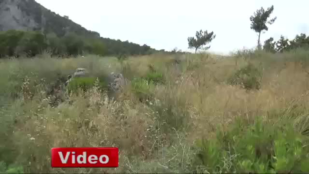 150 Adet Çam Ağacının Muhtar Tarafından Odun Olarak Dağıtıldığı İddiası