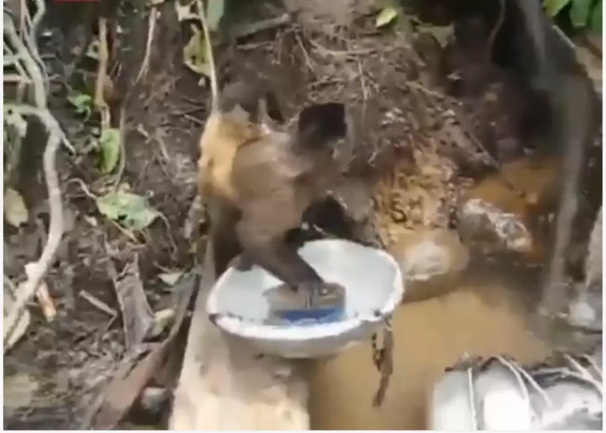 Bolivya'da Bulaşık Yıkayan Maymun