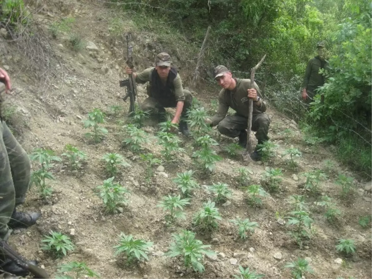 Hatay\'da 294 Bin Kök Kenevir Bitkisi Ele Geçirildi