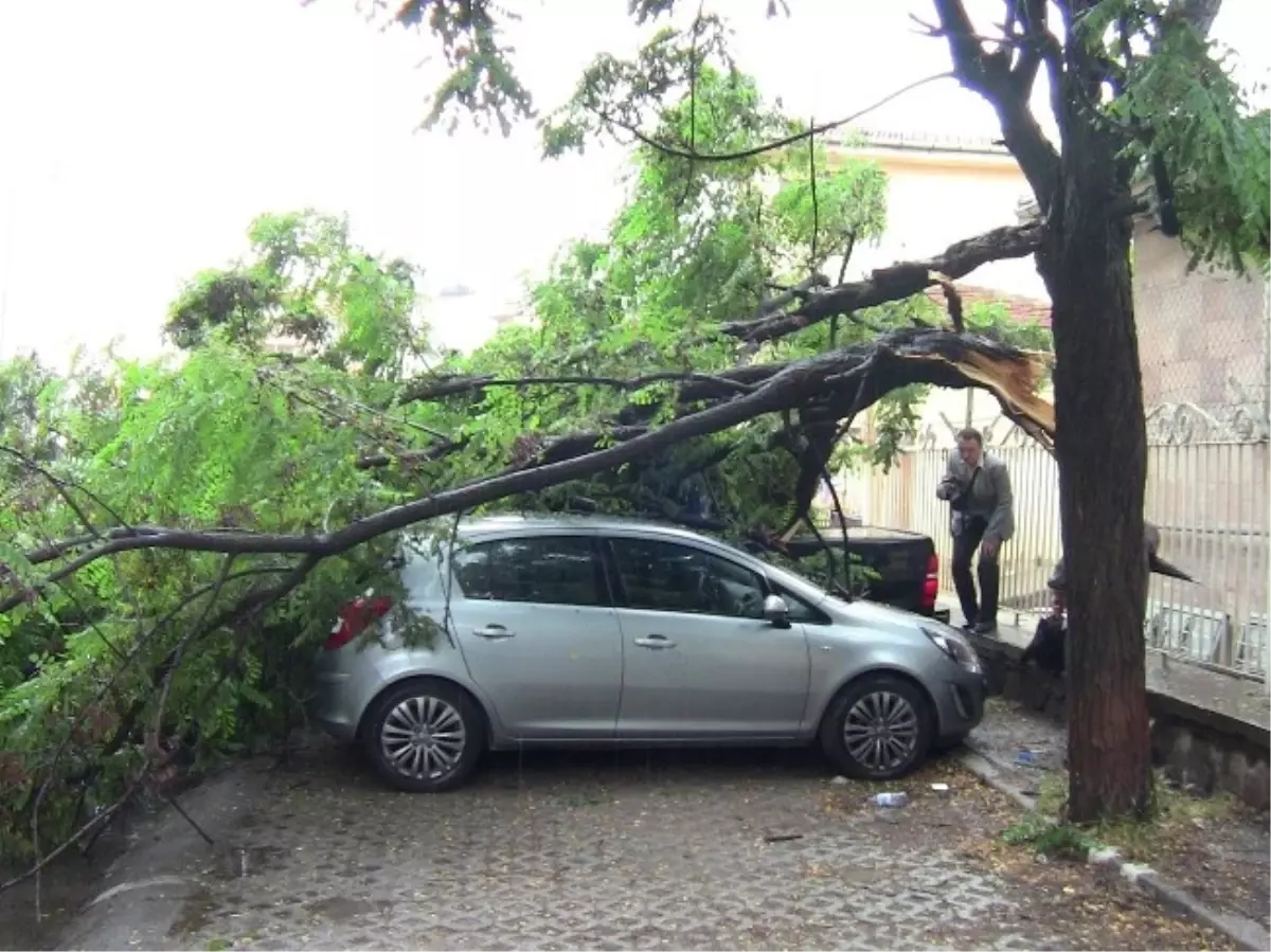 Kırılan Akasya Ağacı 2 Otomobili Hurdaya Çevirdi