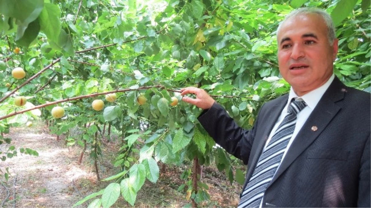 Malatya\'da Seradaki Kayısı Ağaçları İlk Meyvelerini Verdi