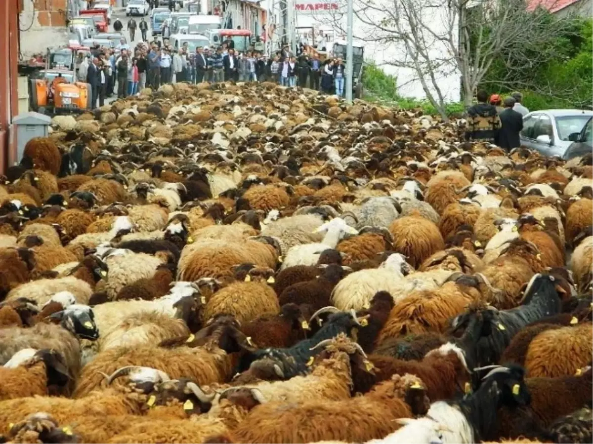 Posoflular Ayaklanınca Sürüler Geri Gitti