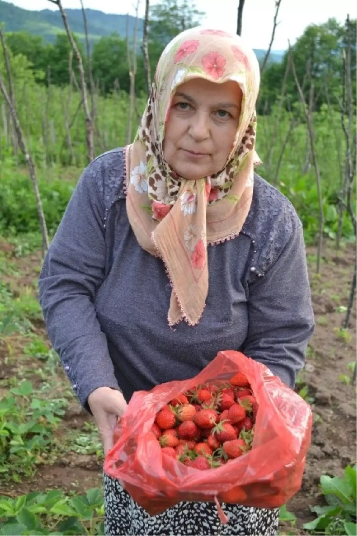 Büyüklerinin Hayrına Çilek Dağıtıyor