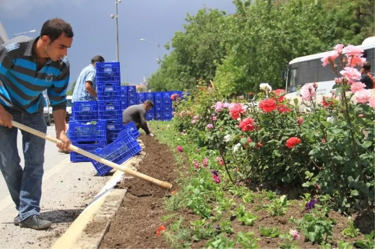 Dörtyol Kavşağına Çiçek Dikimi