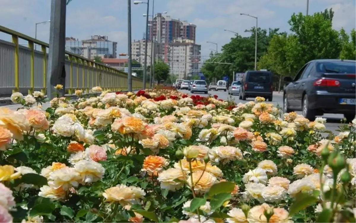 Konya\'yı Güller Süslüyor