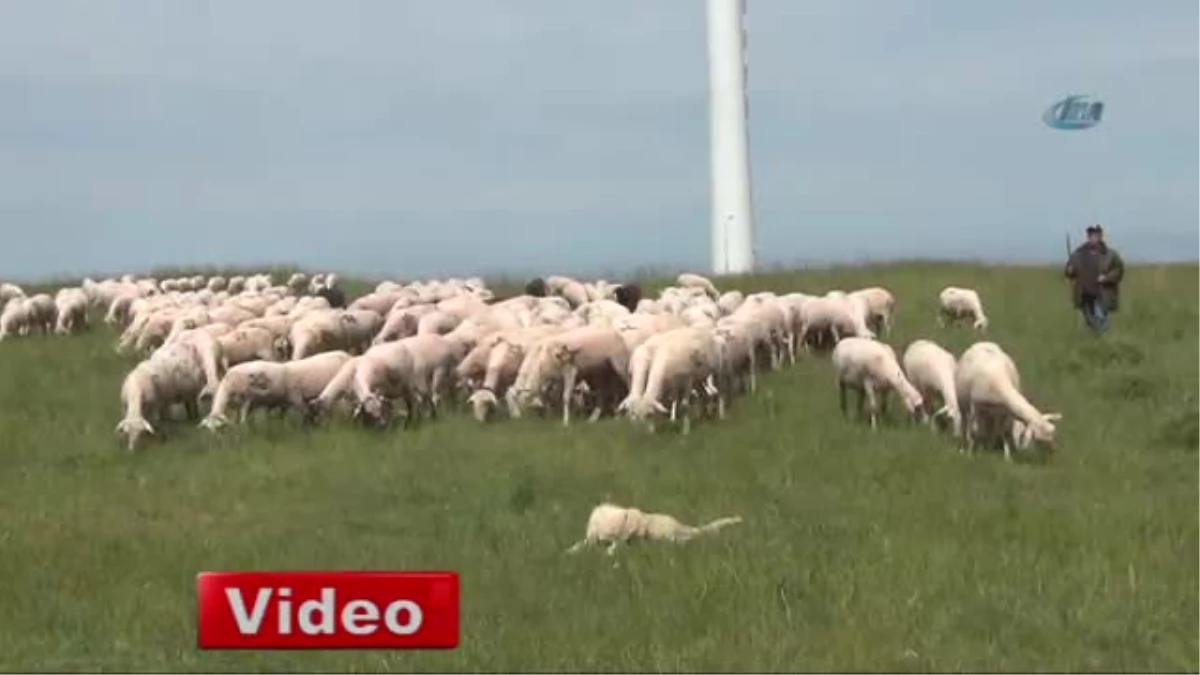 Mahalle Olan Köylerdeki Besiciler Destek Bekliyor