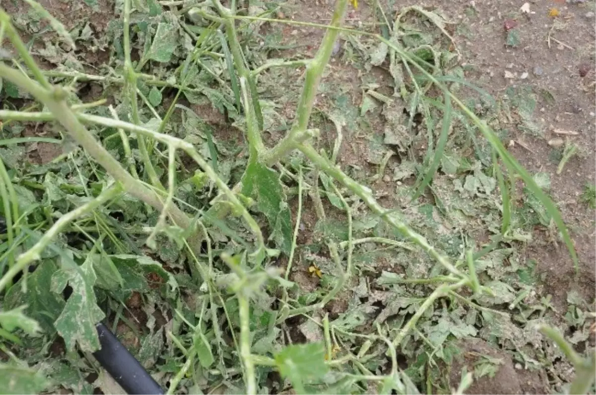 Manisa\'da Dolu Yağışı Sonucunda Yüzde 60 Zarar Tespit Edildi