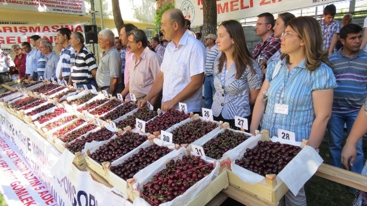 Zirai Dondan Zarar Gören Kiraz, İlçe Ekonomisini 3 Milyon TL Zarara Soktu