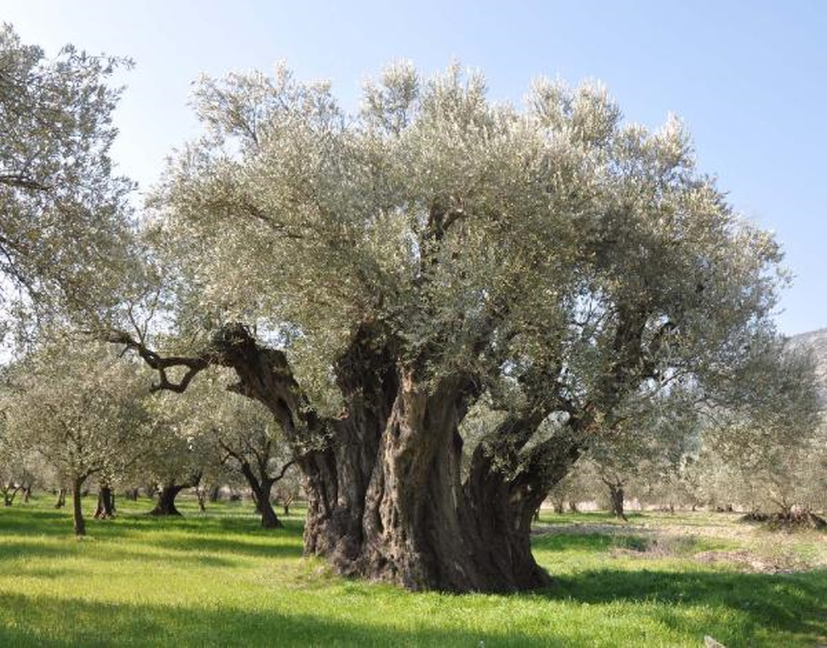 1650 Yaşındaki Zeytin Ağacı Bakıma Alındı