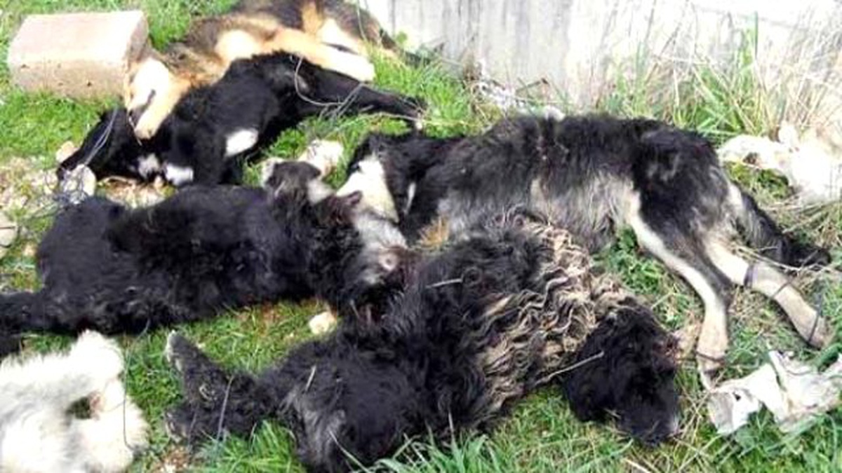Yalova\'da 5 Köpeğin Zehirlenerek Telef Edilmesi