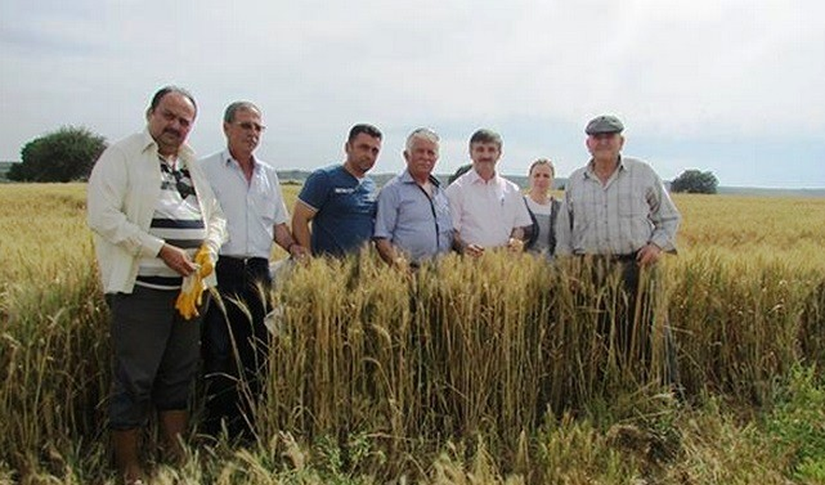 Çanakkale\'de Süne ile Mücadele Çalışmaları