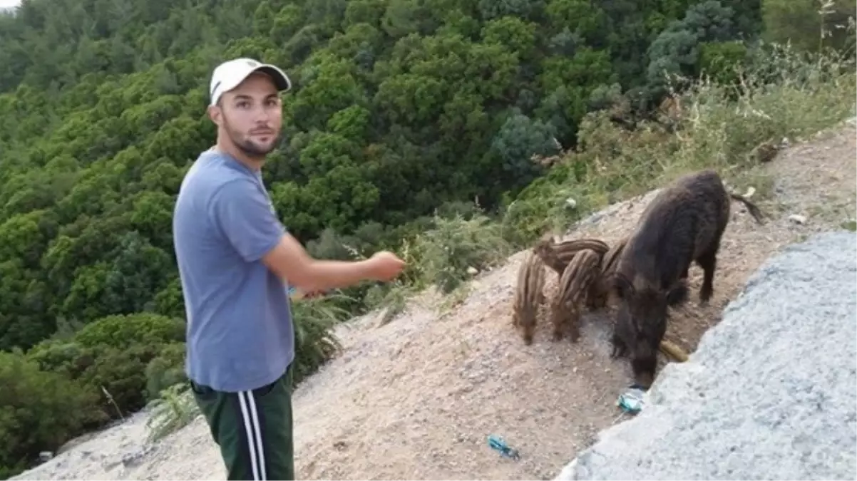 Muğla\'da Çaycının Yaban Domuzları ile Dostluğu Şaşırtıyor