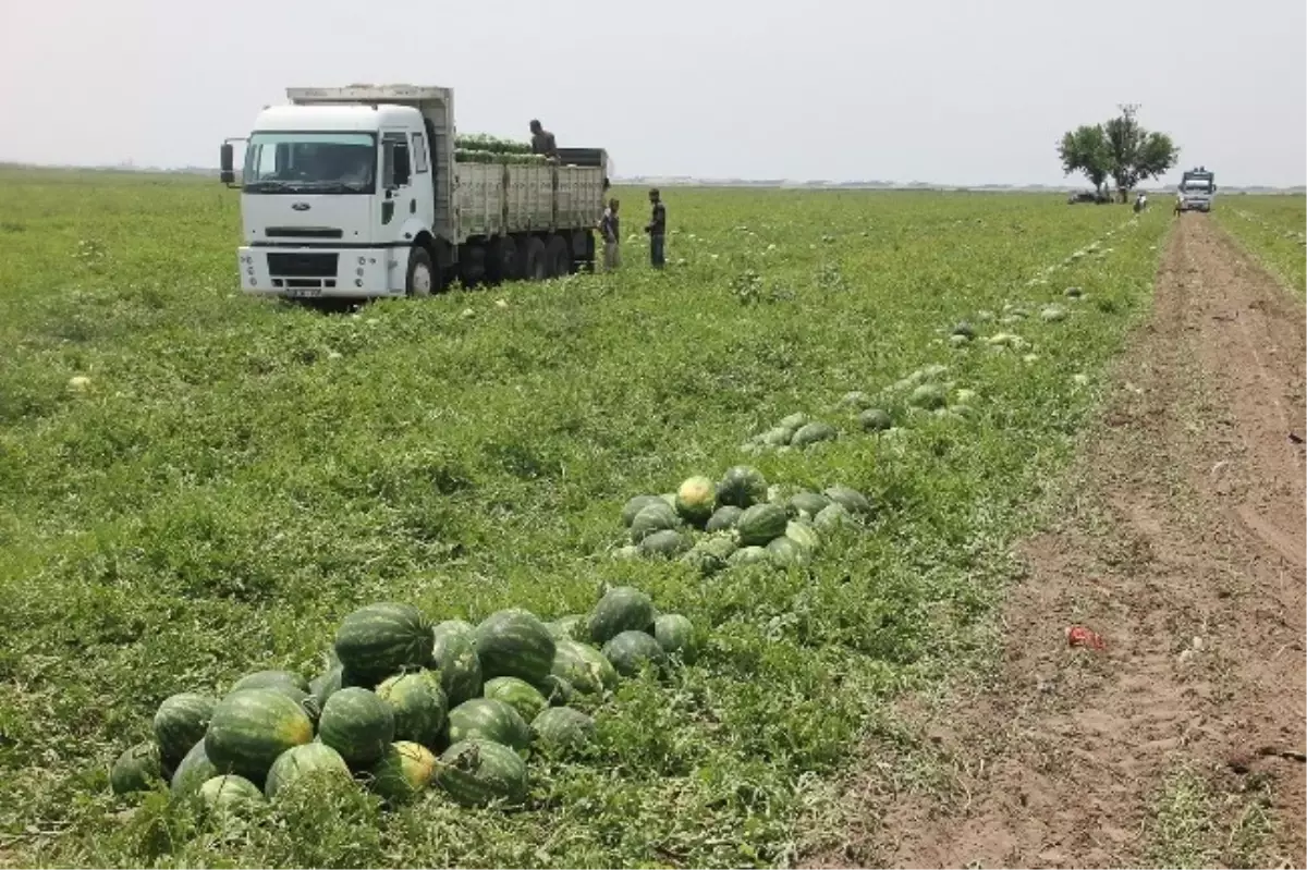 Sağanak Yağış Karpuzcuları Üzdü, Narenciyecileri Güldürdü