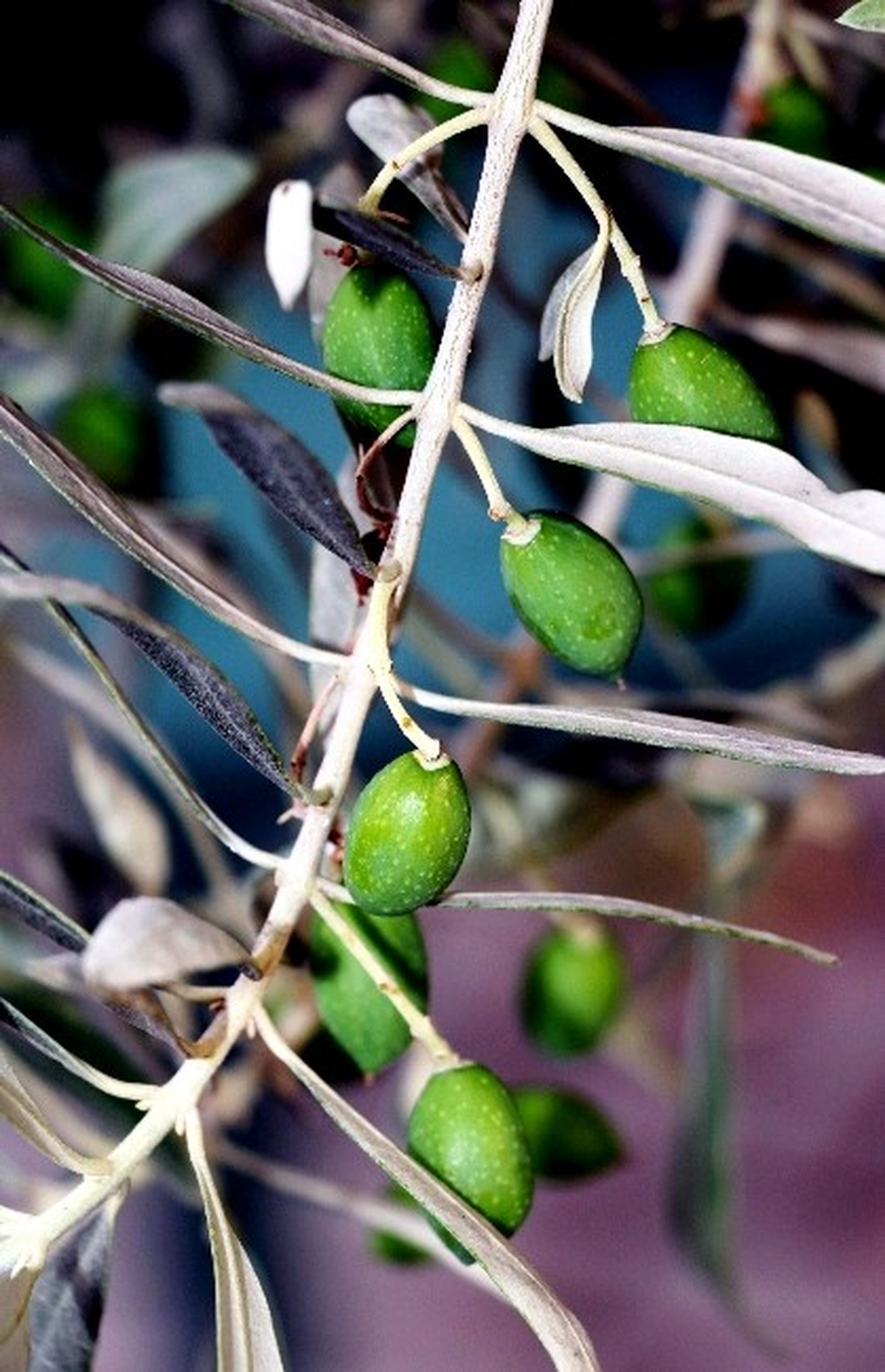 Aydın\'da Zeytin Dalda Göründü