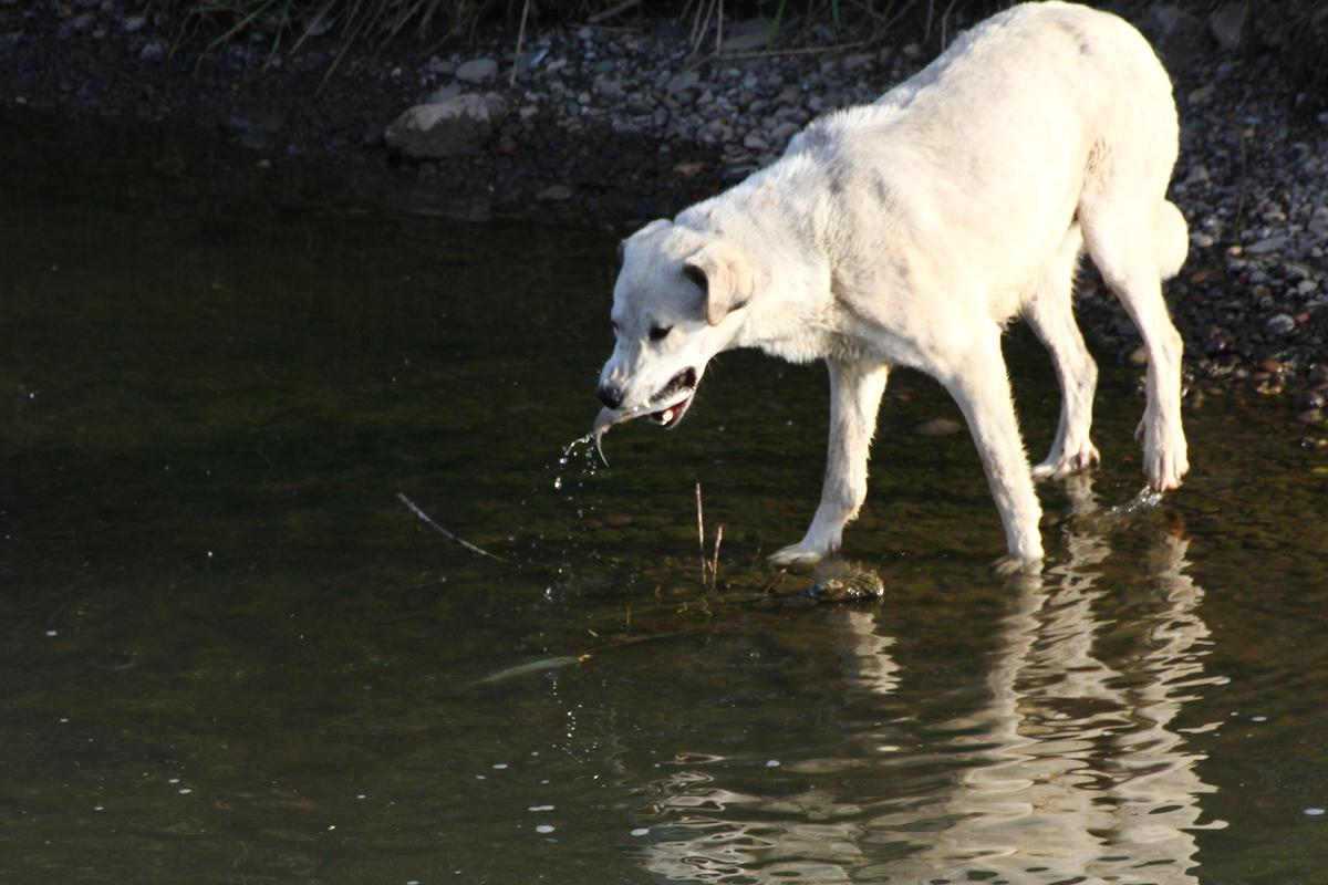 Balık Tutan Köpek, Büyük İlgi Gördü