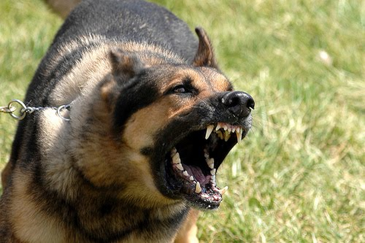DOHAYKO Başkanı: Köpeğinizi Silah Olarak Kullanmayın