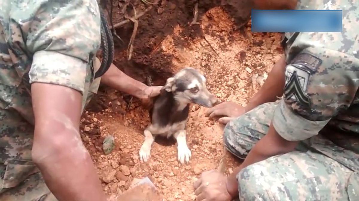 Enkazdan Çıkarılan Şanslı Köpek