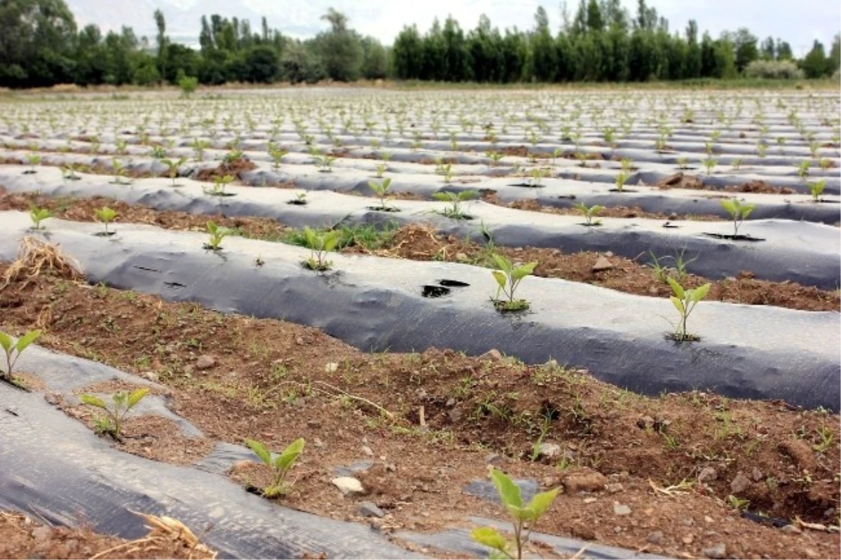 Erzincan\'da Malçlı Patlıcan Yetiştiriciliği Gerçekleştiriliyor