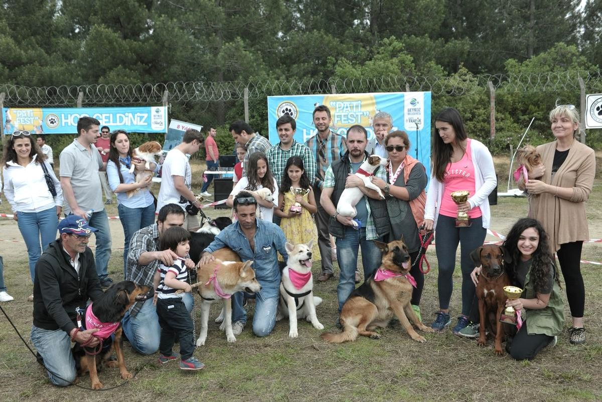 Köpekler En Güzel Seçilmek İçin Yarıştı