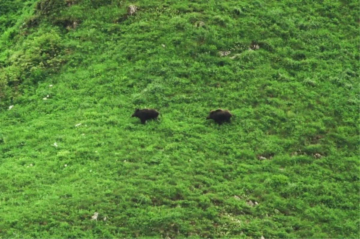 Rize\'de Dağ Horozu Şenlikleri Yapıldı