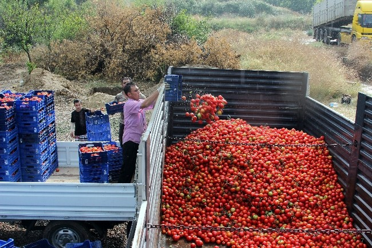 Üretici Tepki İçin Domatesi Salça Yaptı