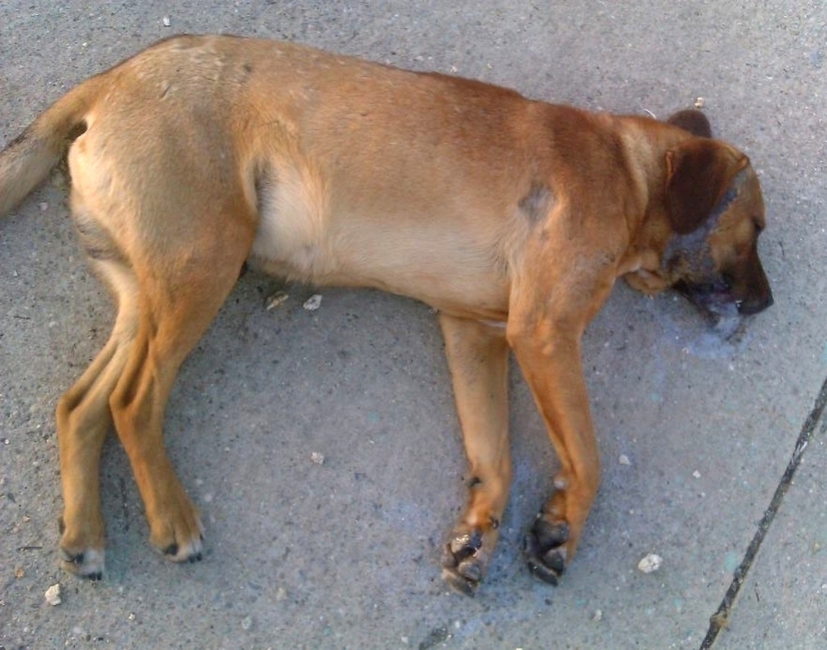 Yalova\'da 5 Köpeğin Zehirlenerek Öldürüldüğü İddiası