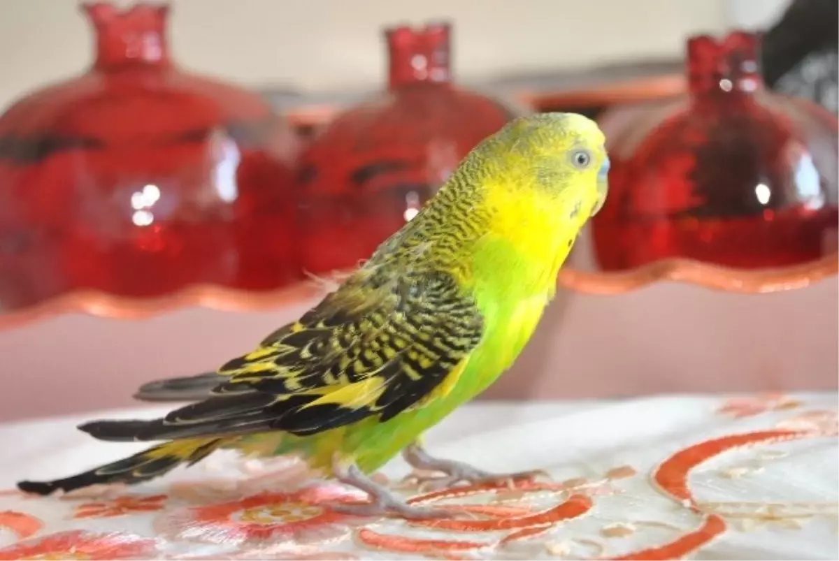 Muhabbet Kuşu Uçmaktan Korkuyor