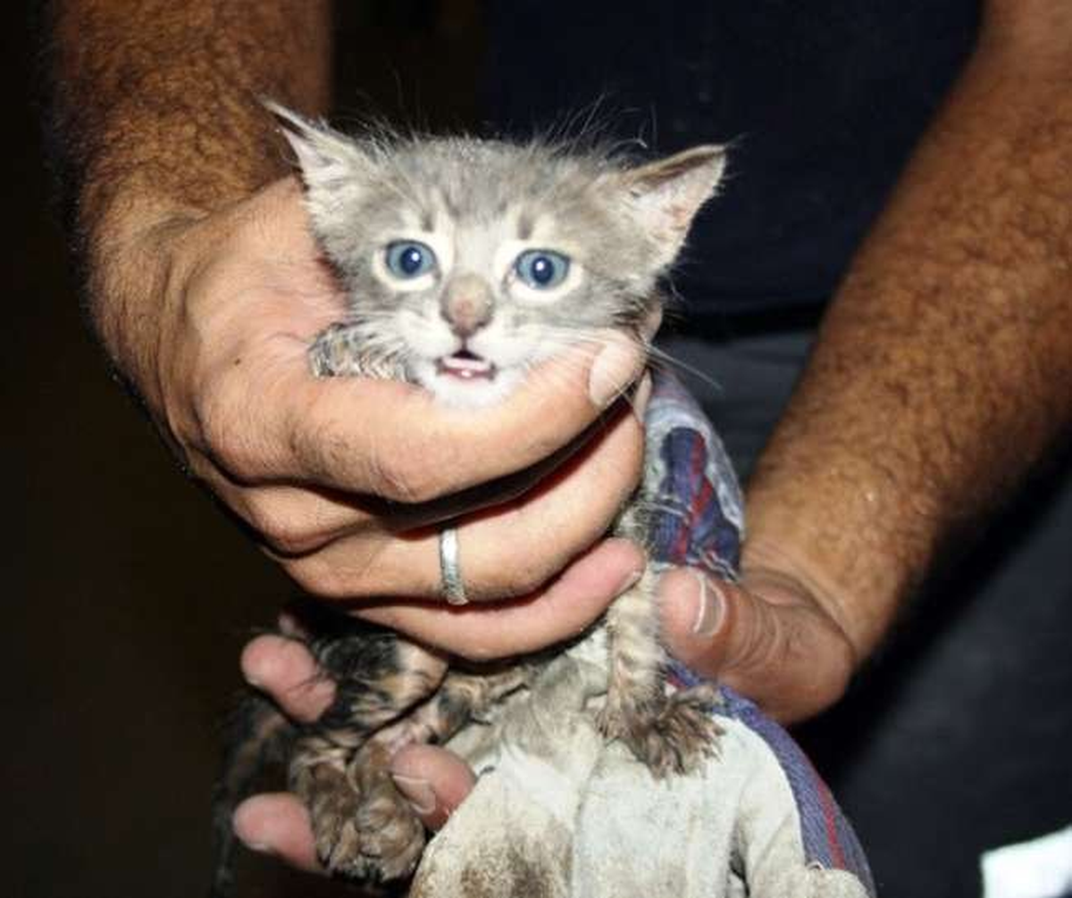 İtfaiyeden Kedi Kurtarma Operasyonu