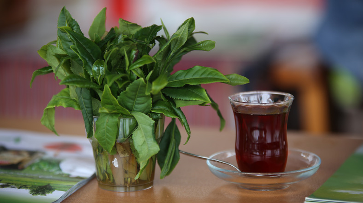 Kaçak Çay Tadında Rize Çayı