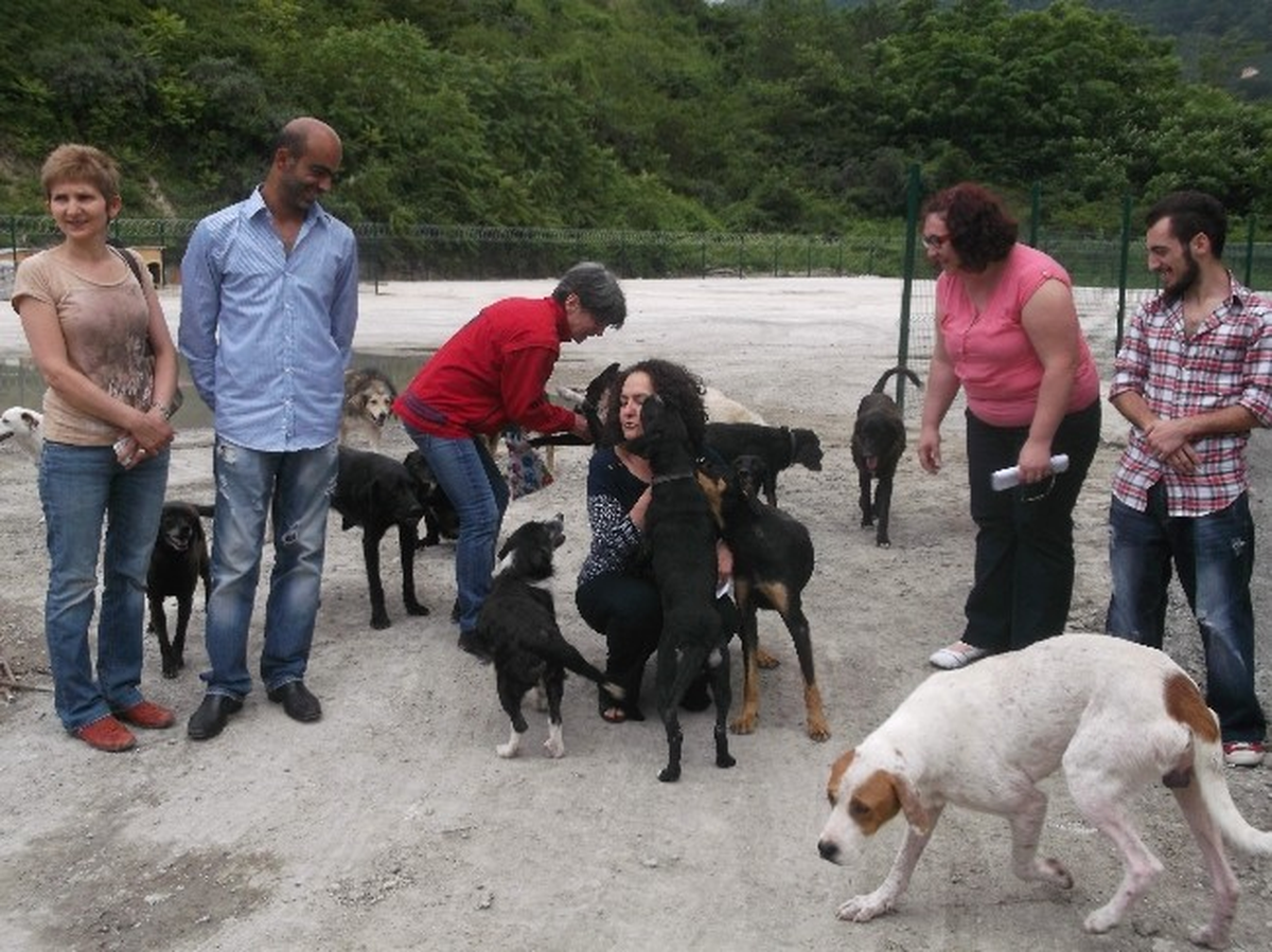 Trabzon\'da Sahipsiz Köpekler İçin "Bir Kulübe de Sen Yap"