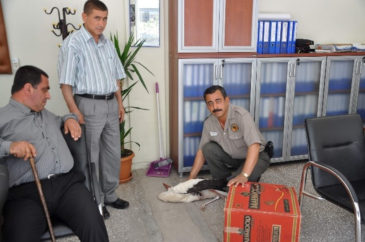 Zabıtadan Yaralı Leyleğe Şefkat Eli