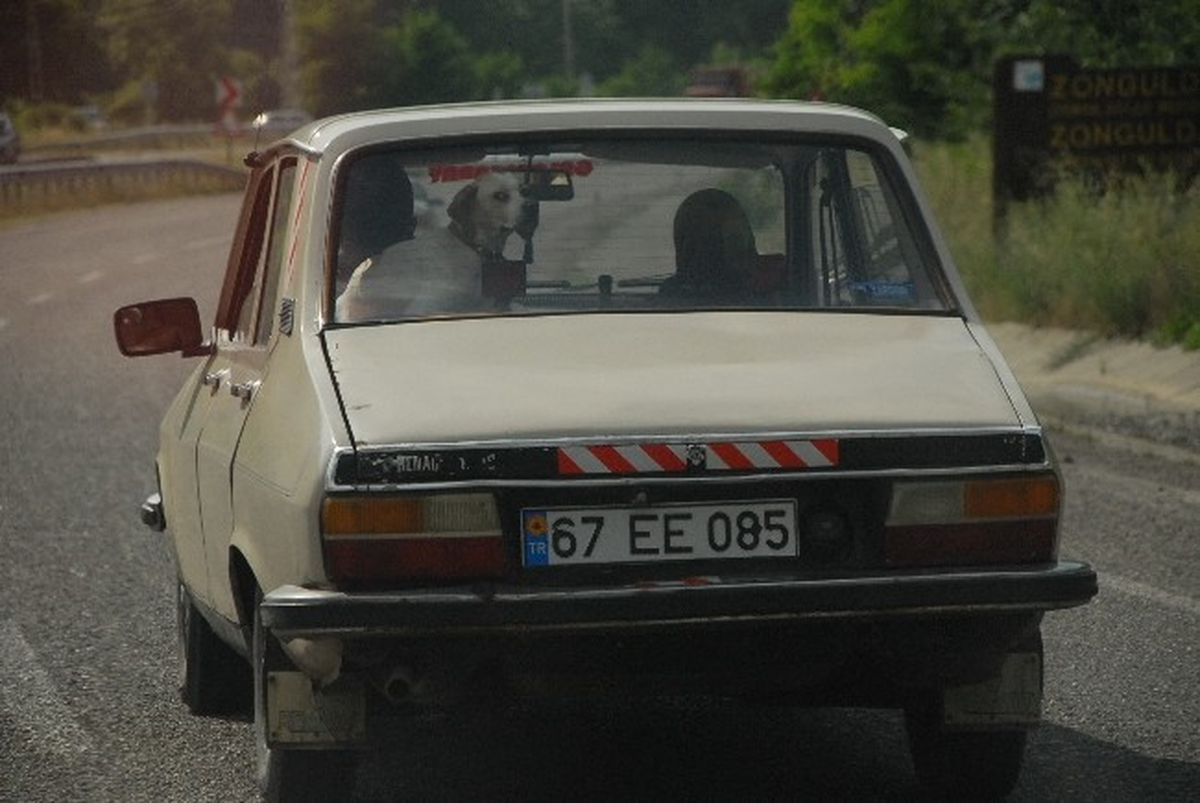 Av Köpeği Dağ Manzarasını Arka Koltuktan Seyretti