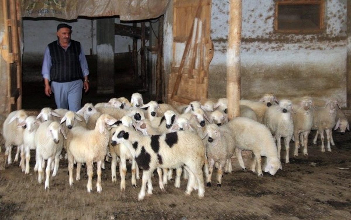 Çankırı\'da Çobanlık Kursu Açıldı
