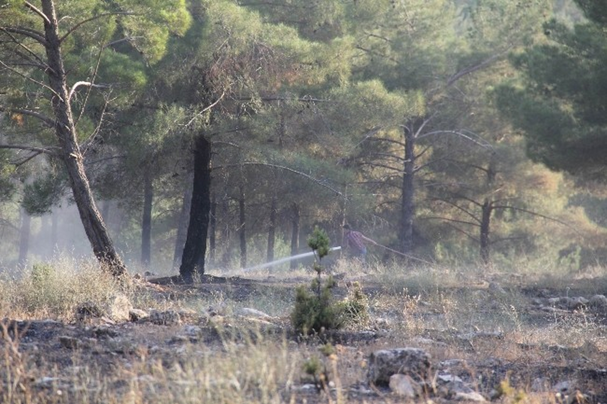 Çıkan Orman Yangınında 400 Ağaç Hasar Gördü