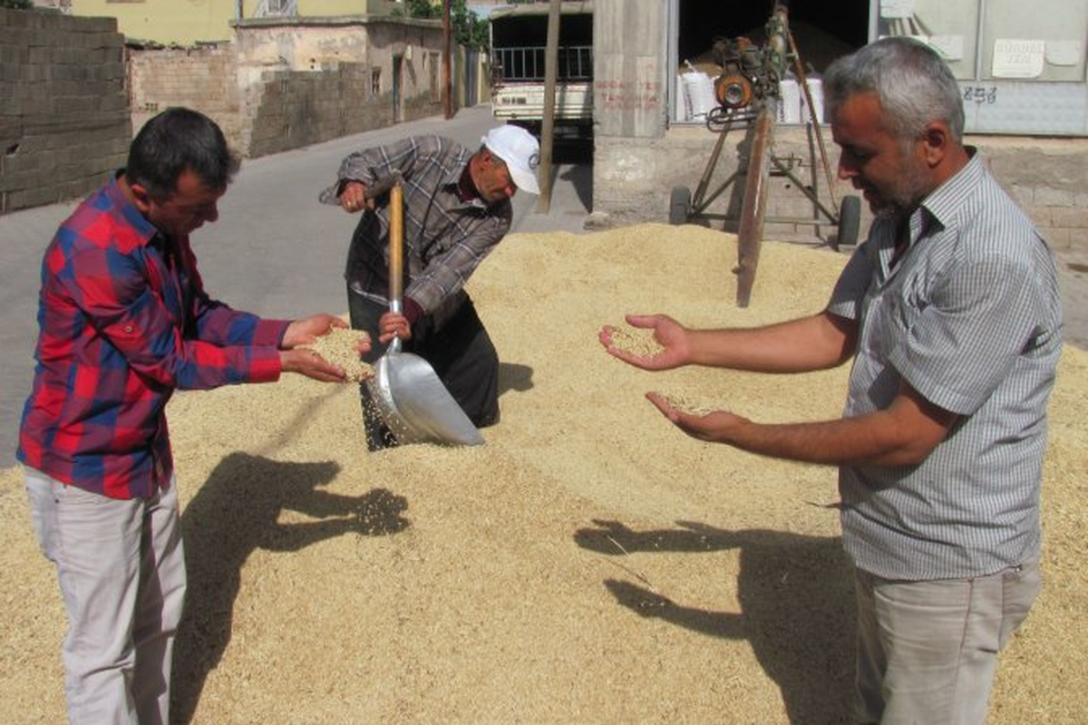 Güney Marmara\'nın İlk Mahsul Arpası Kilosu 7,6 Liradan Alındı