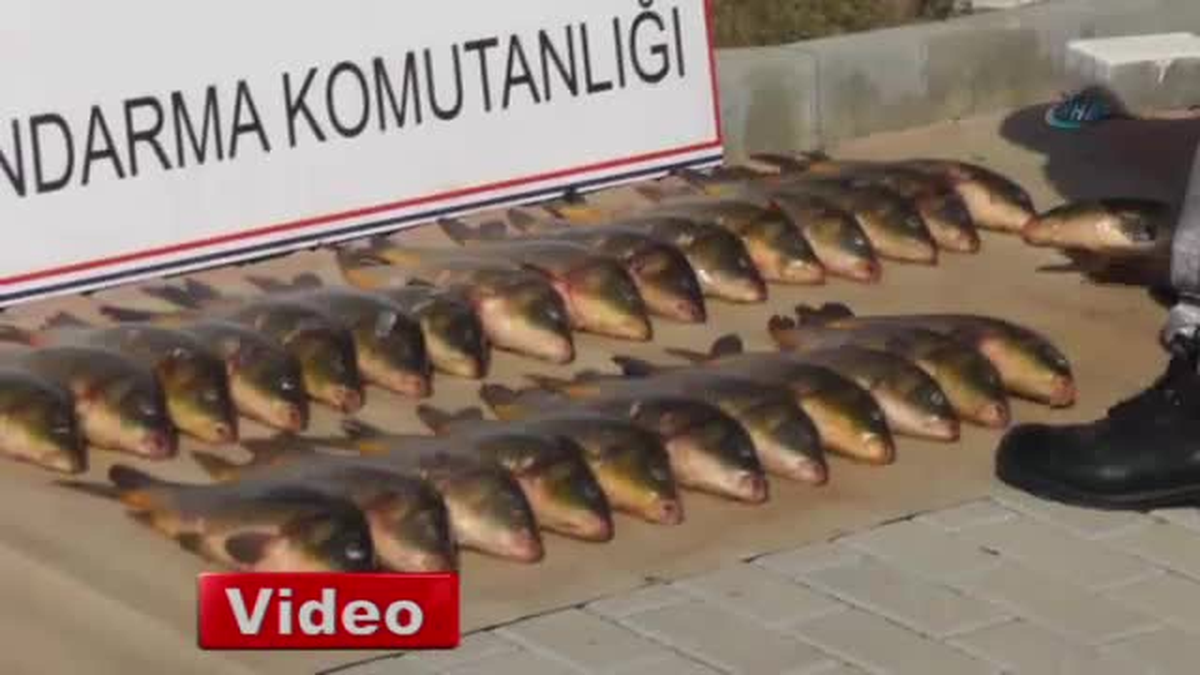 Beyşehir\'de Kaçak Balık Avlayan Şahıs Yakalandı