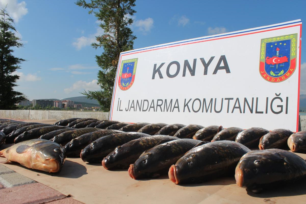 Kaçak Avlanan Sazanlar Jandarmaya Takıldı