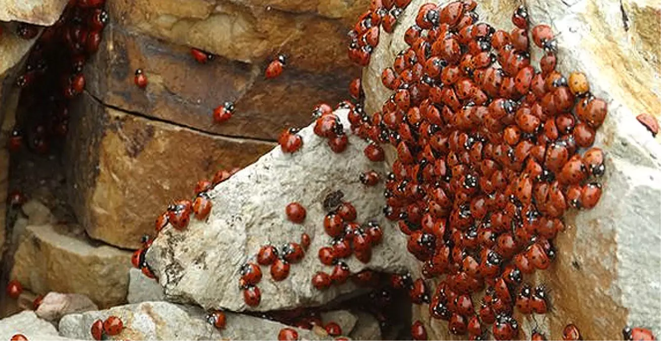 Kahramanmaraş\'ta Uğur Böcekleri Festivali Zirvede Düzenlendi