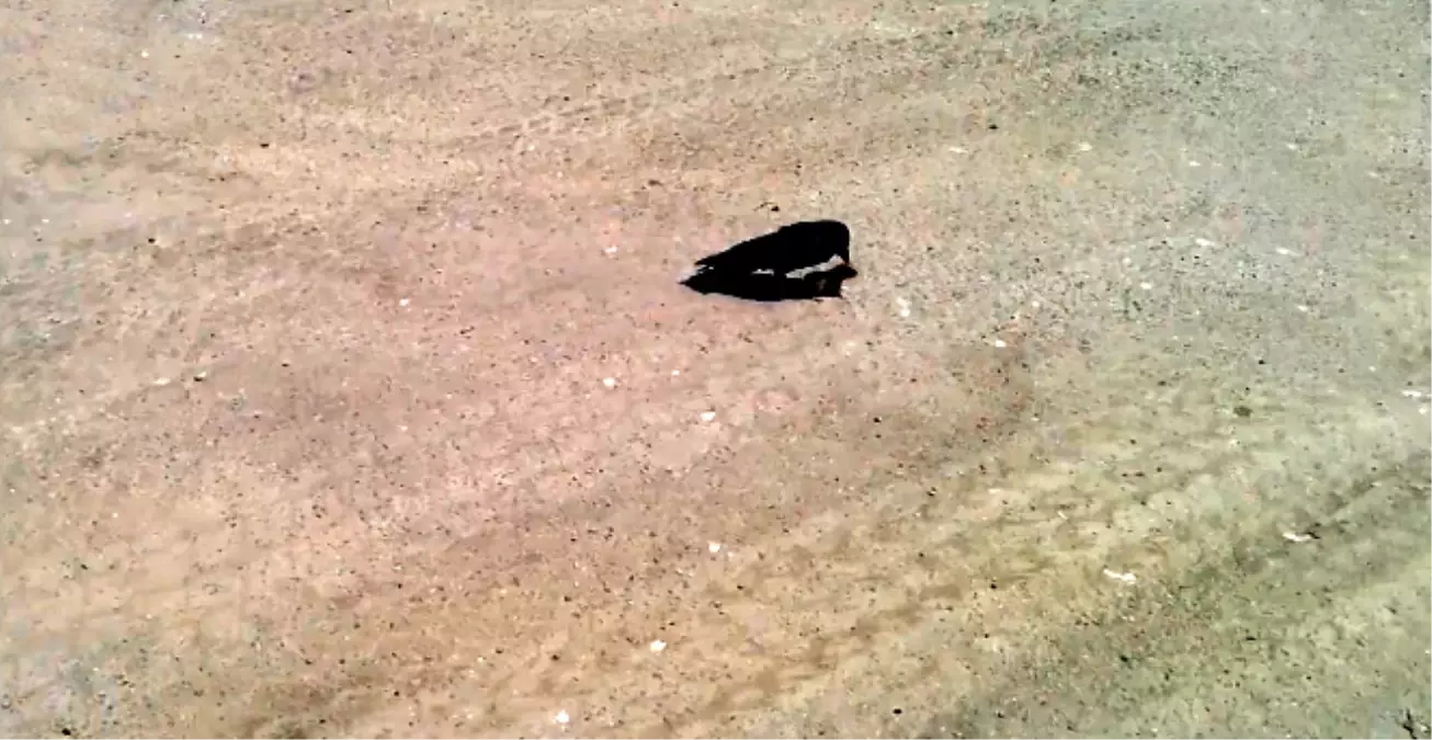 Karga Yoldaki Fareyi Yakaladı