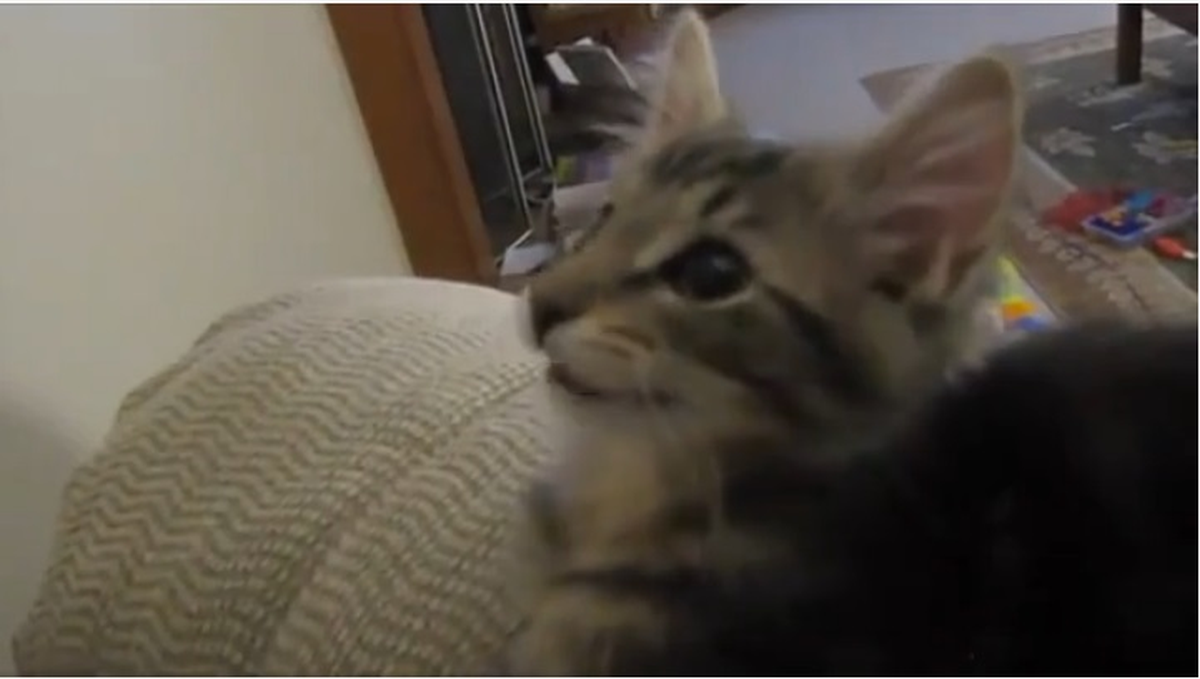 Keçi Sesi Çıkartan Kedi