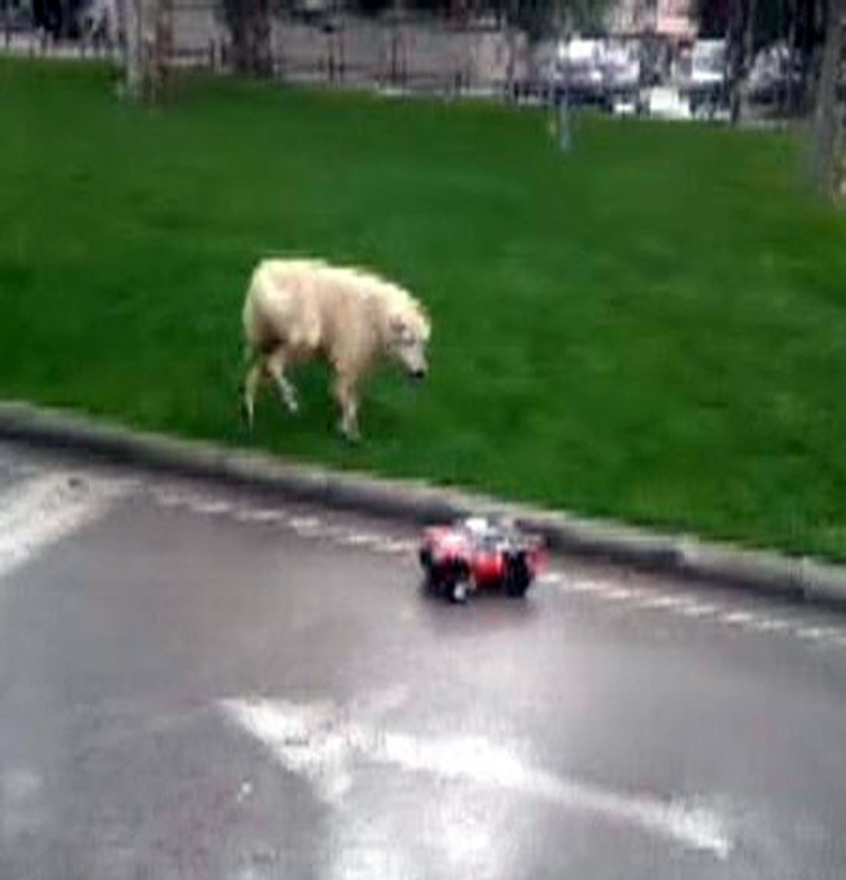 Konya\'da Köpeğin Oyuncak Arabayla İmtihanı
