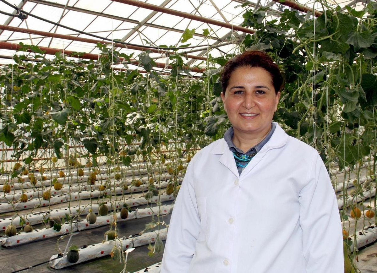 Kuraklığa Karşı Susuz Domates ve Kavun
