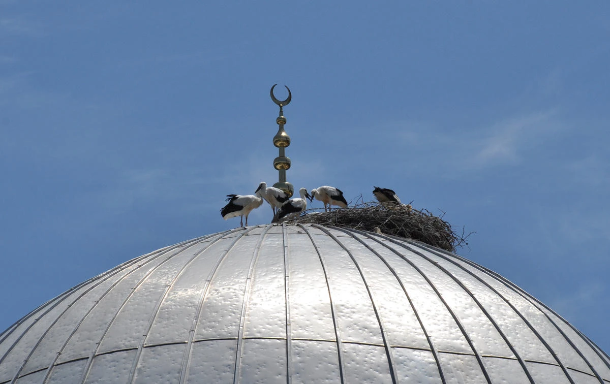 Leylekler, Yıllardır Cami Kubbesinde Yuva Yapıyor