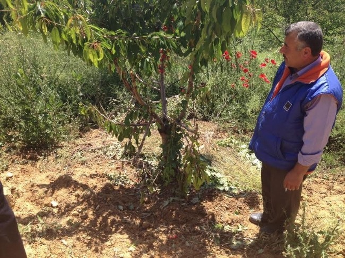 Pazarlar Çiftçiler Yabani Domuzlardan Dertli
