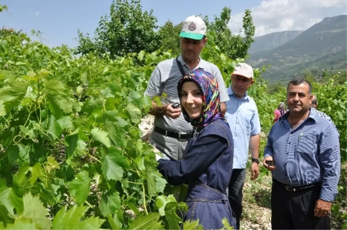 Çiftçilere Üzüm Yetiştiriciliği Eğitimi