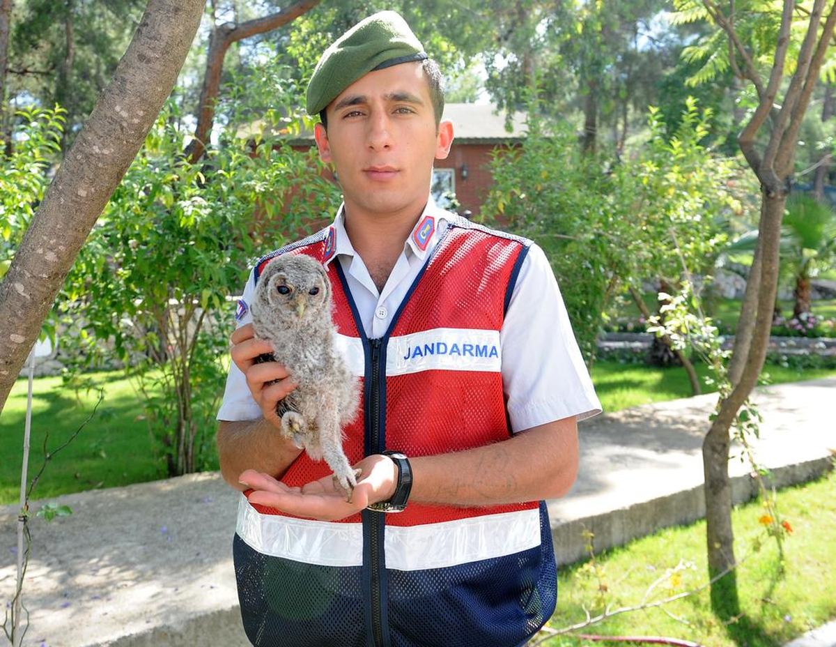 Kemer\'de Bulunan Baykuş Korumaya Alındı