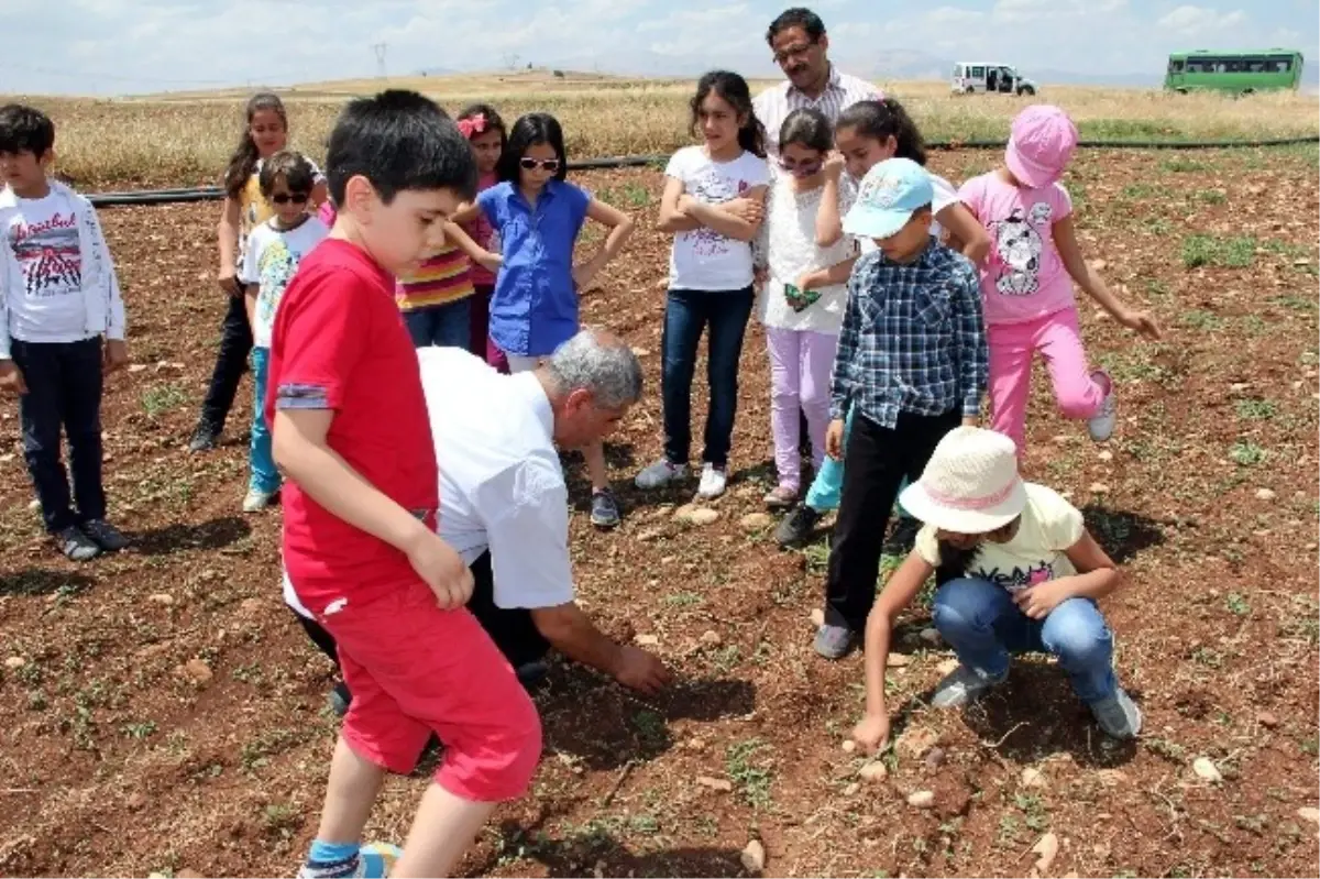 Öğrenciler Tarımı Öğreniyor