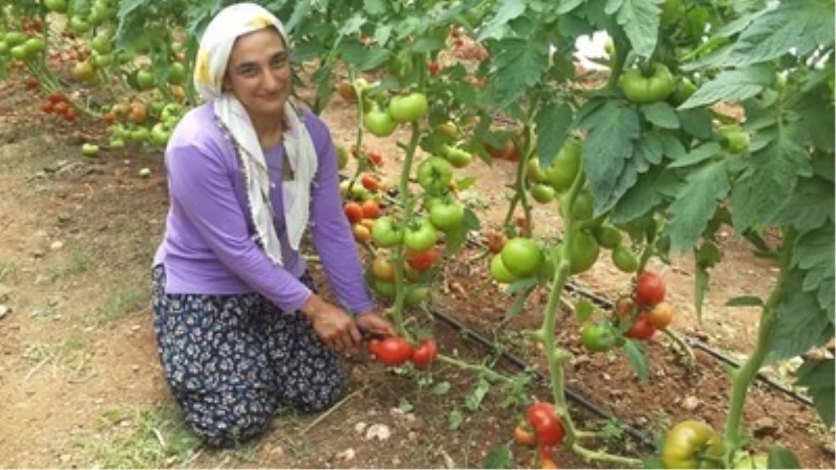 Sarıçam\'da Ev Tipi Seracılıkta Hasat Töreni